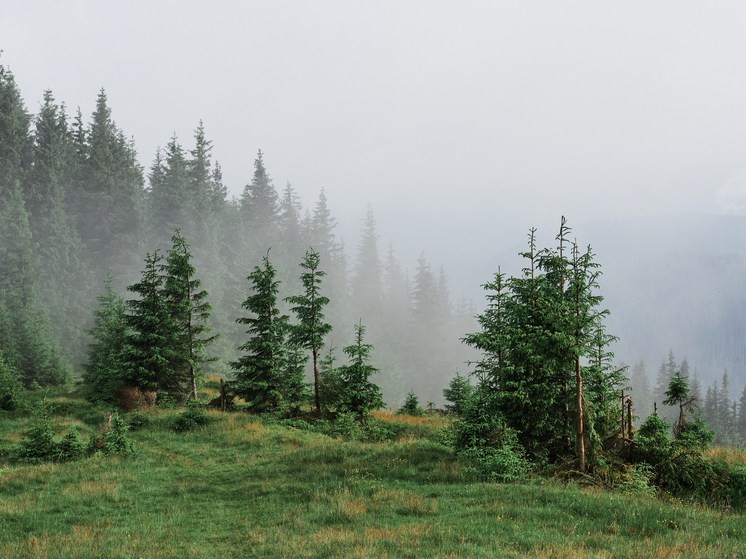 Туман и до +23 градусов ожидается в Сахалинской области 6 июня