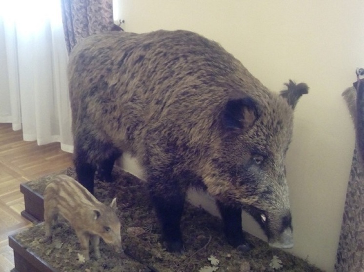 Стадо кабанов прошло по свердловскому городу