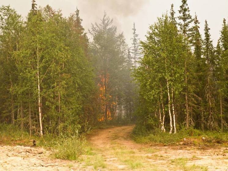 В Красноселькупском районе горит 12 га леса