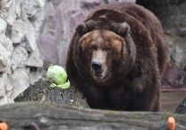 В Черемховском районе Иркутской области на мужчину, собиравшего черемшу, напал медведь