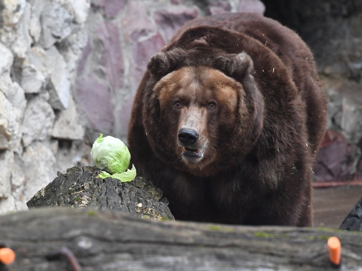 В Иркутской области медведь напал на мужчину, собиравшего черемшу
