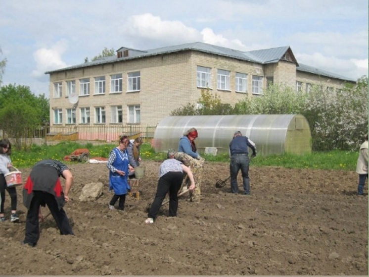 Костромские проекты: пришкольные участки получили семенной картофель почти что даром