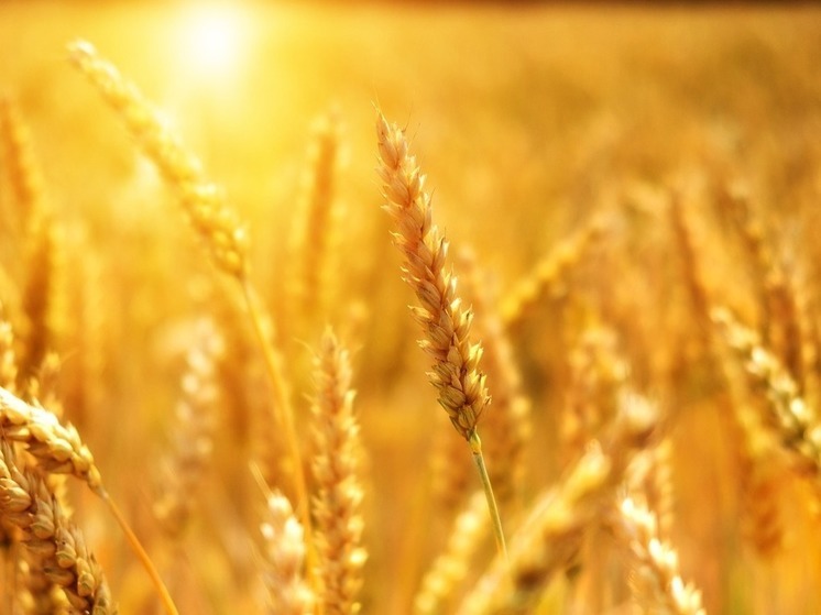 Еврокомиссия продлила запрет ввоза украинского зерна в Польшу, Словакию, Венгрию, Румынию и Болгарию