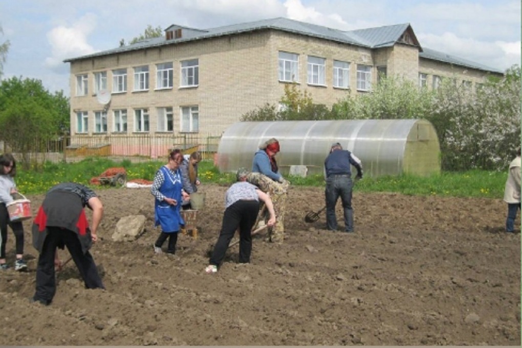 Костромские проекты: пришкольные участки получили семенной картофель почти что даром