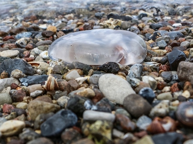 Тысячи ядовитых медуз засняли на видео на пляже Большой Утриш в Анапе