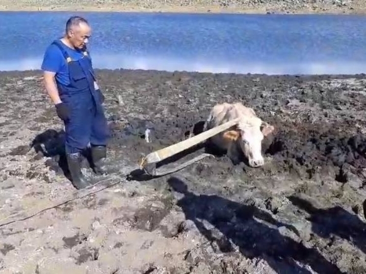 Спасатели вытащили провалившуюся в болото корову в Забайкалье