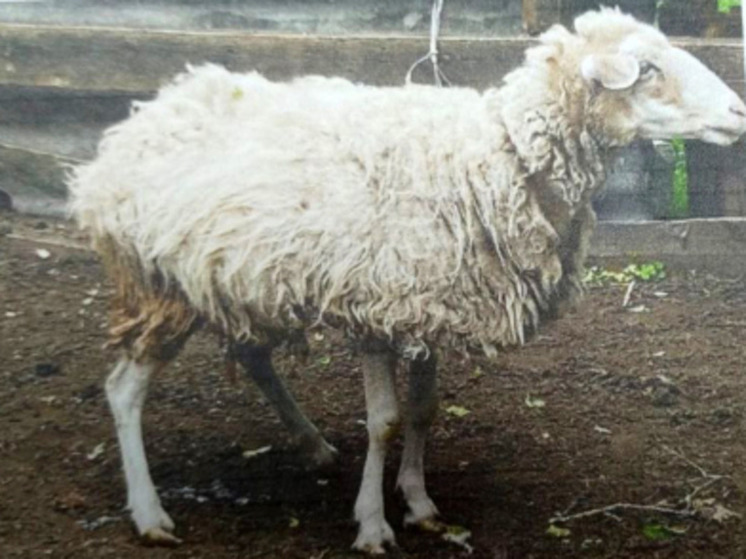 Трое пьяных белгородев похитили у фермера овцу, чтобы продать ее и купить алкоголь