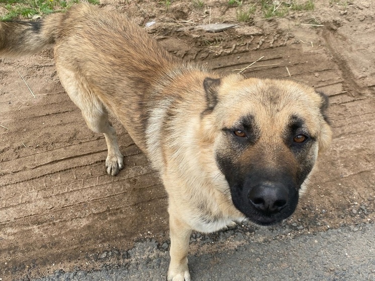 Около мусорки в Тверской области уже две недели сидит брошенный пес