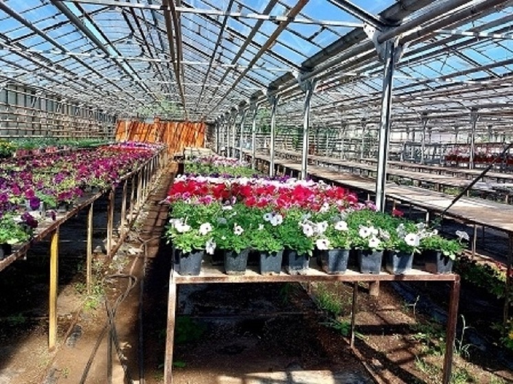 В Орле россельхознадзор подтвердил фитосанитарную безопасность цветов «Зеленстроя»
