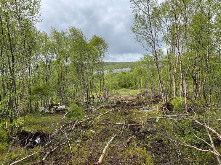 В Долине Уюта вырубают деревья под строительство футбольного поля