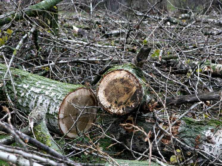 Жителя Окуловского района осудят за незаконную рубку леса на 25,5 млн рублей