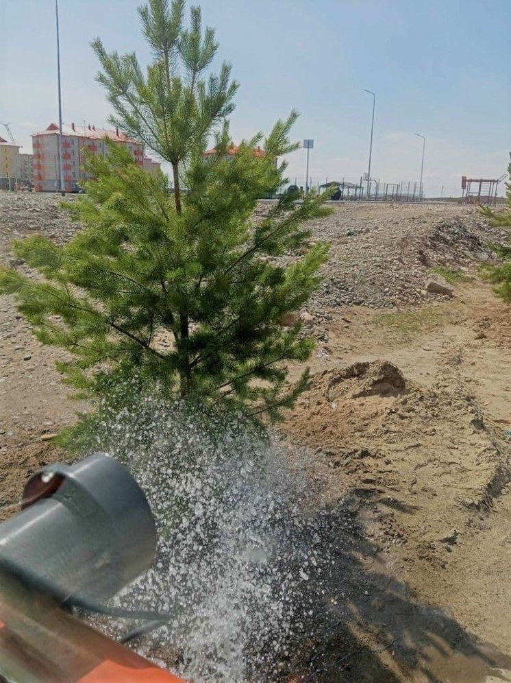 В Кызыле не приживались  сосны из-за низкого уровня грунтовых вод