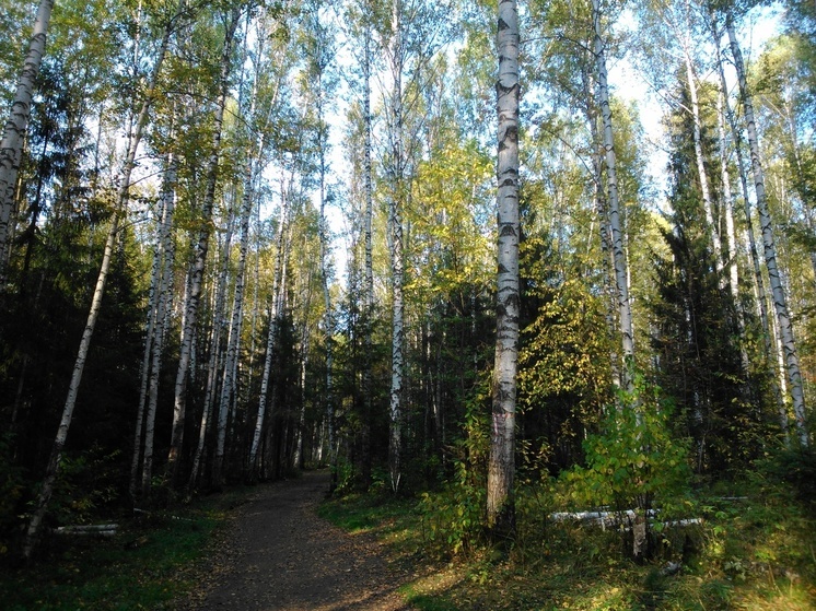 Более 20 километров грунтовых дорожек обустроят в пермском Черняевском лесу