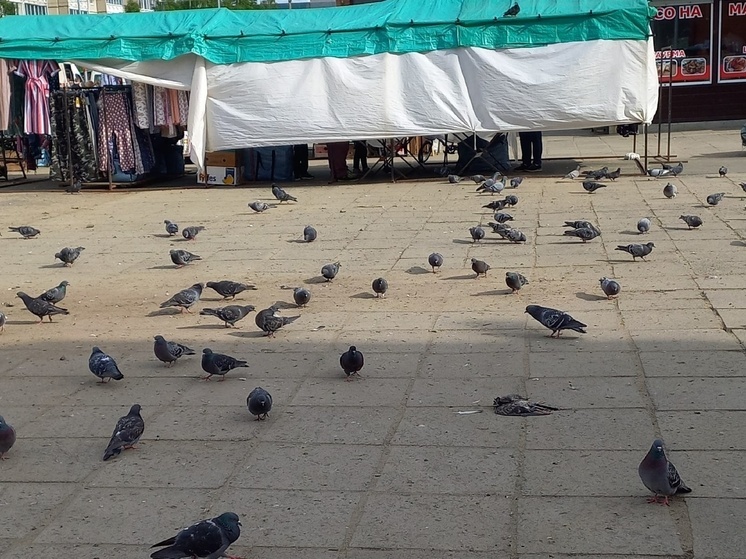 Жители Петрозаводска пожаловались на разруху и разорванных в клочья голубей