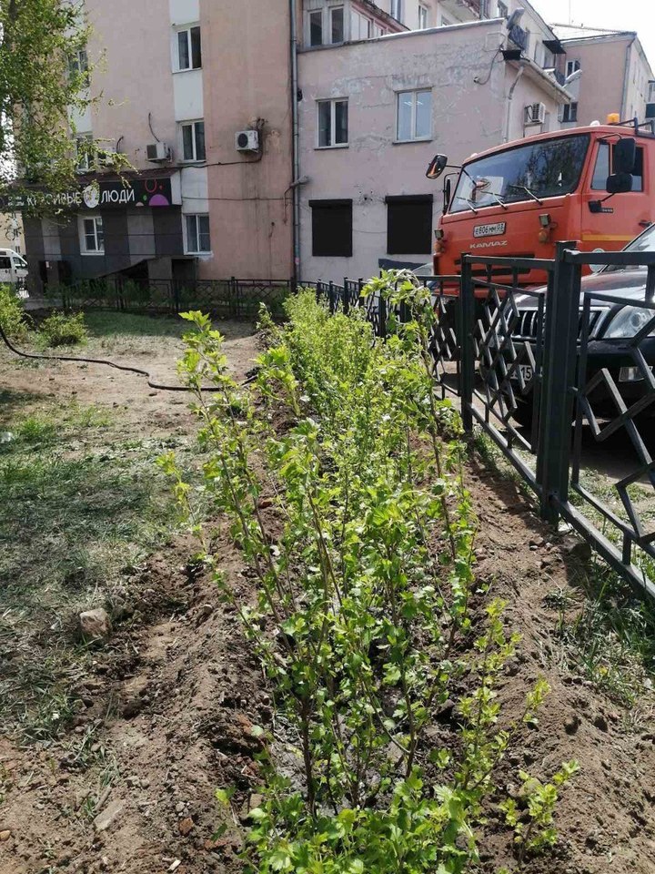 Хозяйство улан удэ. Крупномерные кустарники. Зеленхоз Улан-Удэ. Городское лесничество Улан-Удэ. Огораживание кустарников.