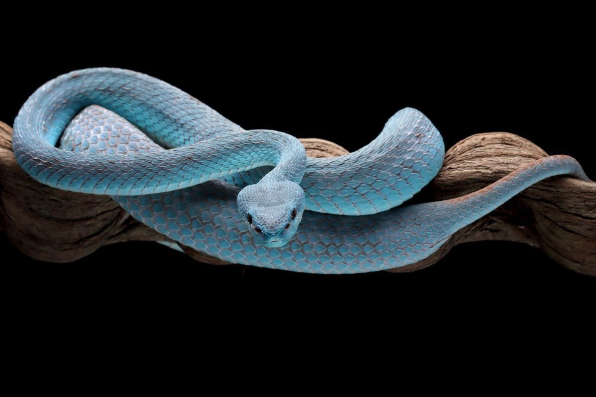 К чему снятся змеи. Сапфировый морф змея. Лежащие змеи арт. Фото лежащей змеи.