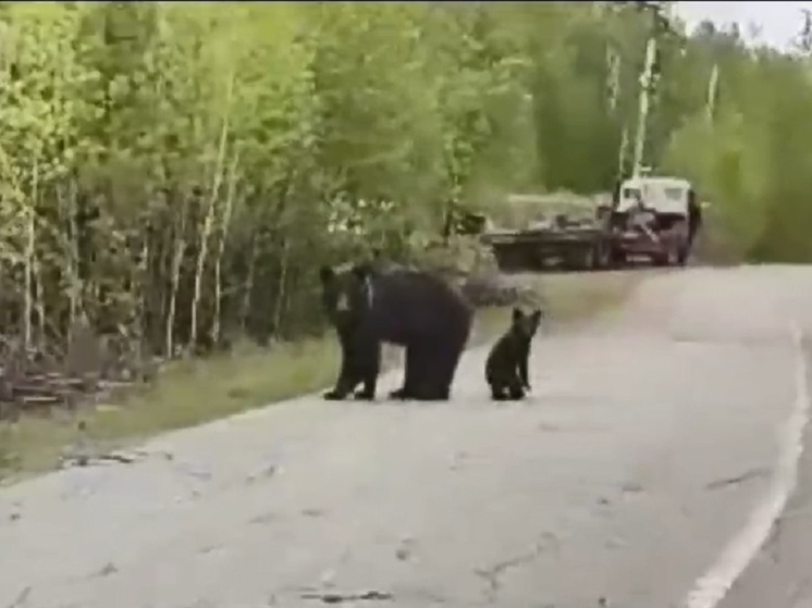 На севере Бурятии вблизи населённых пунктов стали часто появляться медведи