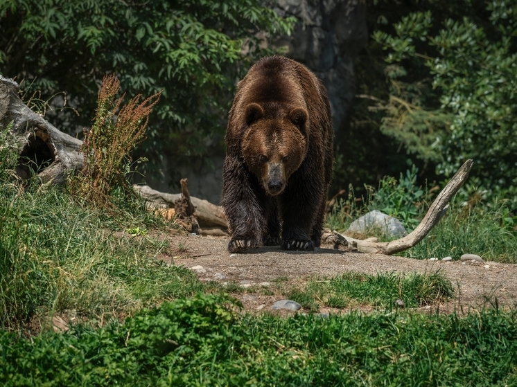 Медведь напал на стадо домашних животных на Сахалине