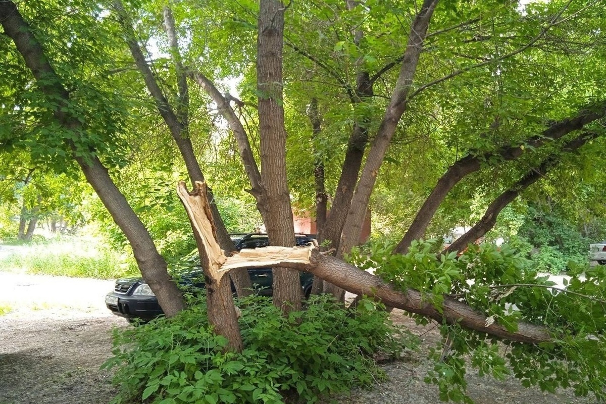 Купить Дерево В Омске