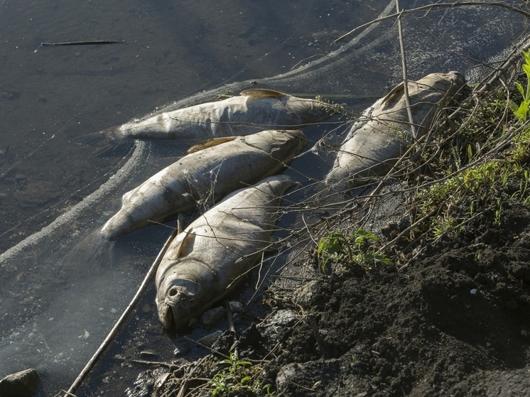 В Днепропетровской области начался массовый мор рыбы