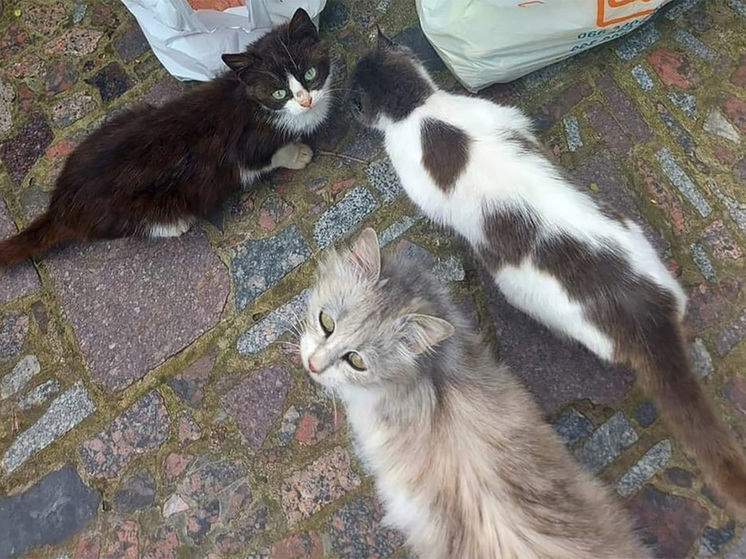 Власти Новой Каховки опровергают гибель животных в зоопарке