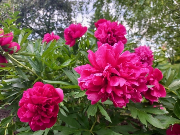 В Донецком ботаническом саду распустились пионы