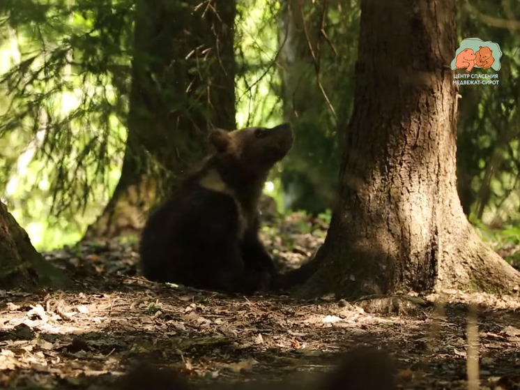 В Центре спасения Тверской области опубликовали новый видеосюжет с медвежатами