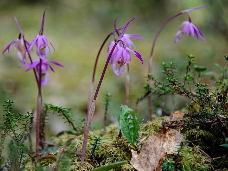 В Лапландском заповеднике расцвела редкая орхидея Калипсо