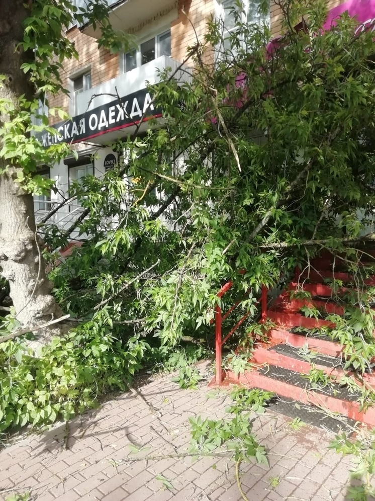 В Твери дерево рухнуло на крыльцо магазина