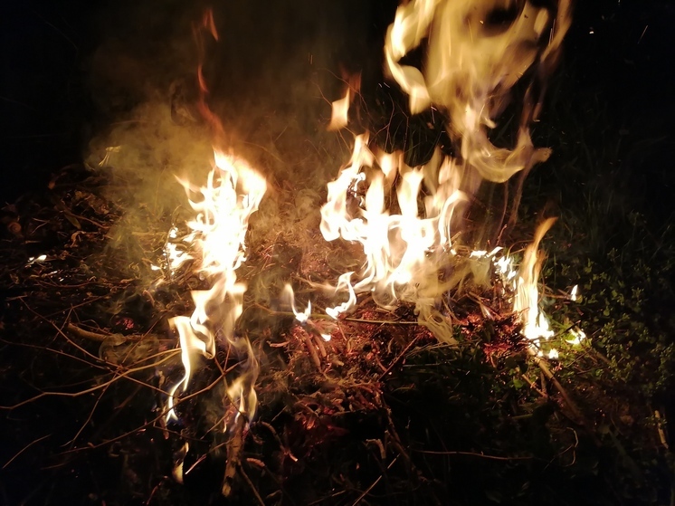 Жителям пяти районов Ленобласти могут запретить ходить в лес из-за риска пожаров