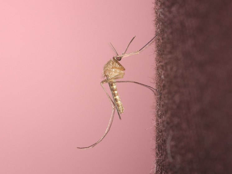 Метеоролог Позднякова пообещала нашествие комаров в Подмосковье не раньше конца июня