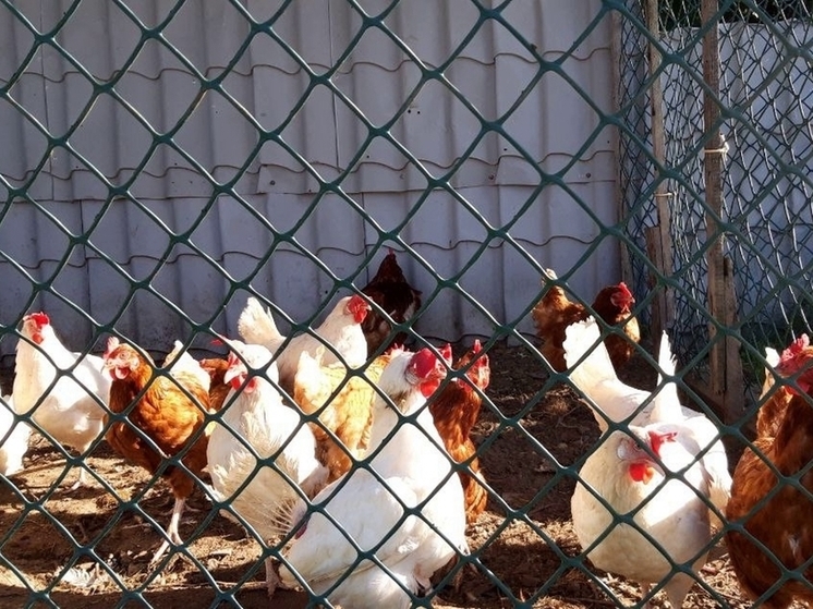 В ЯНАО благодаря фермерским грантам появятся птицеферма и форелевое хозяйство