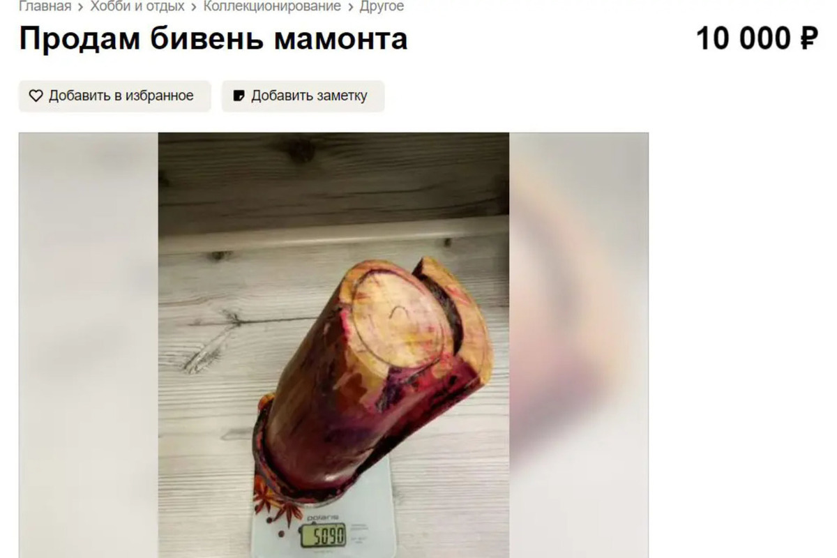 Костромич продает бивень мамонта — в чем подвох