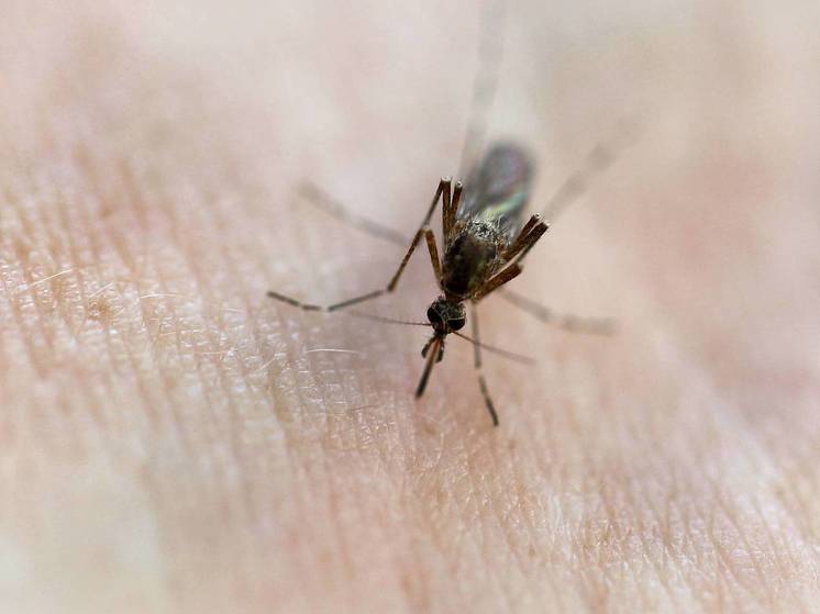 Москве предрекли нашествие комаров к концу месяца
