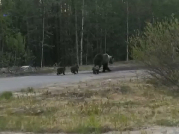 «Три малыша и мама»: северян предупредили о медведях на автодороге Кандалакша-Алакуртти