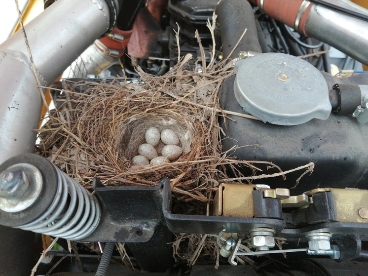 Трясогузка свила гнездо в двигателе трактора в Карелии