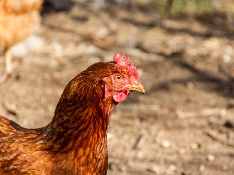 На птицефабрике «Приволжская» в Марий Эл из-за гриппа уничтожили 70 тыс. птиц