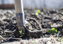Двое безработных мужчин выращивали дурман-траву в Волосовском районе. Об этом сообщил источник в правоохранительных органах.