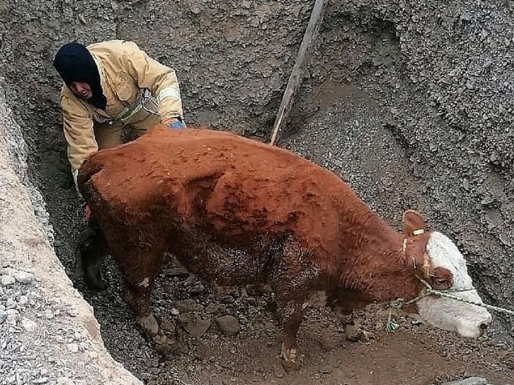 На Алтае спасли корову, упавшую в сливную яму