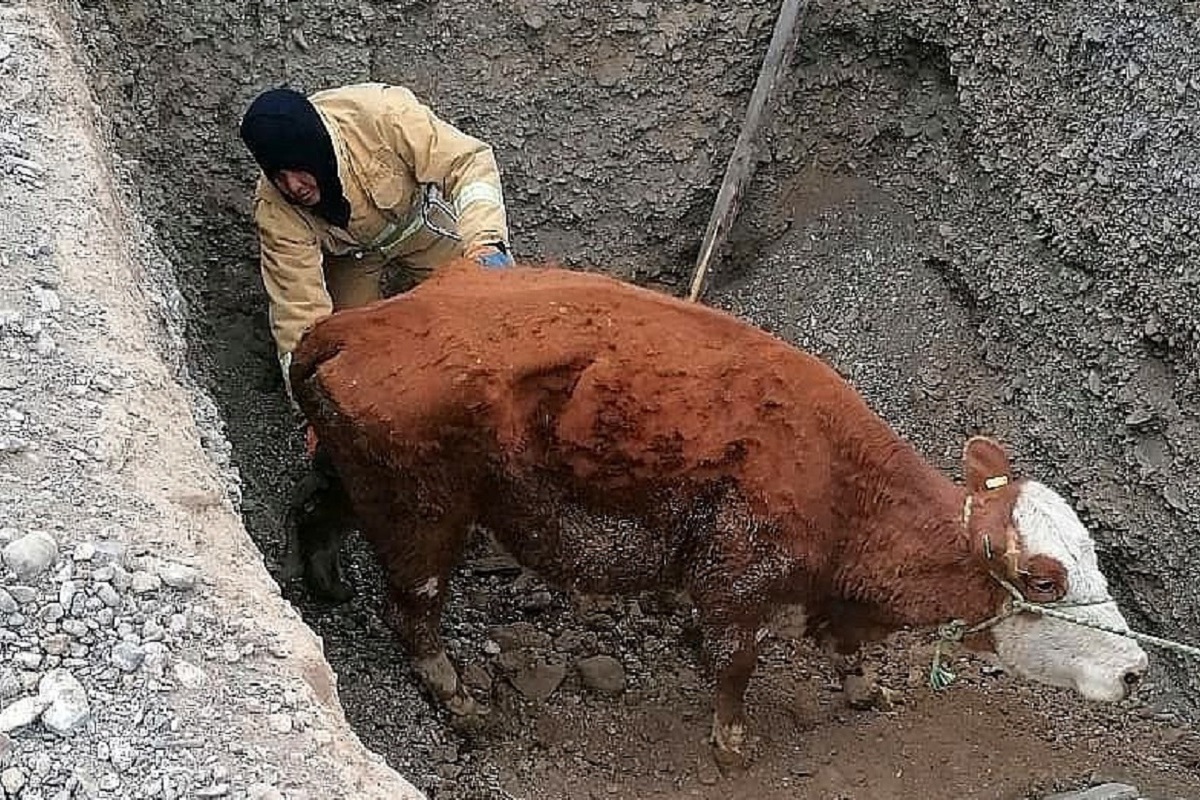 На Алтае спасли корову, упавшую в сливную яму - МК Барнаул