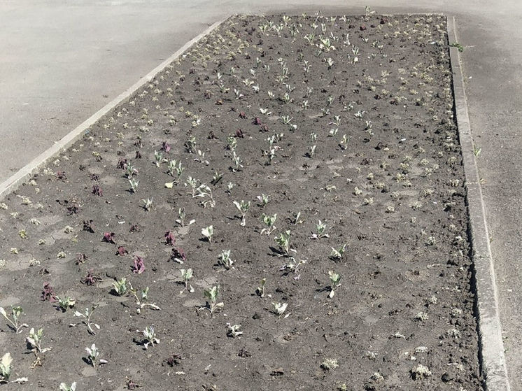 Высушенные цветы на клумбе заставили грустить жителей Кемерова