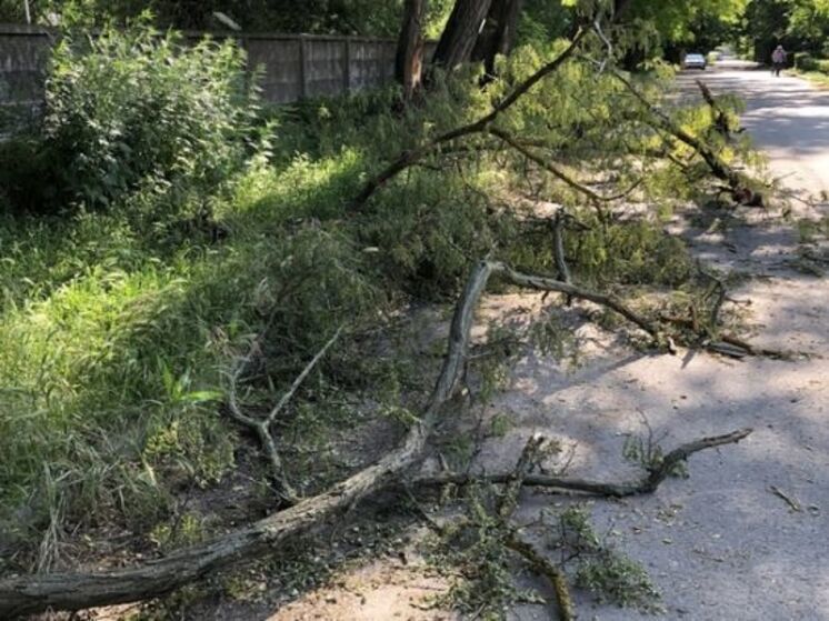 В Ростове в Железнодорожном районе дерево перегородило проезд транспорту