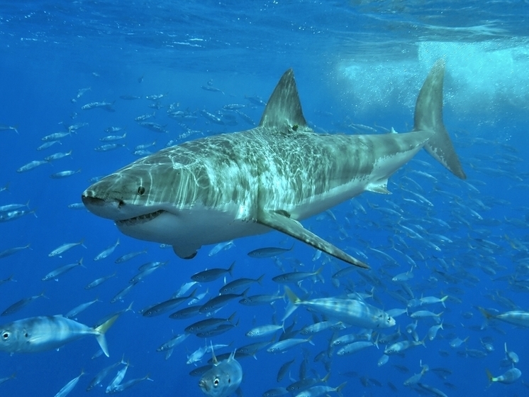 Эксперт оценил шансы погибнуть от нападения акулы в России
