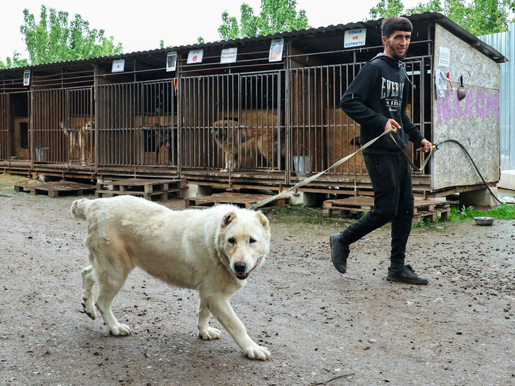 Госдума предлагает ввести лицензию на право владения собакой потенциально опасной породы