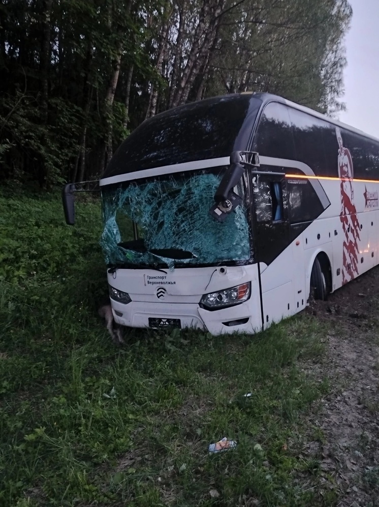 В Тверской области пассажирский автобус сбил лося