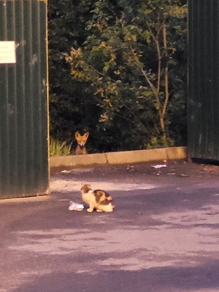 Лиса гуляет по Петрозаводску