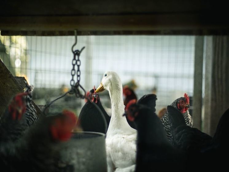 В Магаданской области объявили карантин по птичьему гриппу