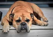 Депутаты Госдумы от фракции ЛДПР разработали законопроект, согласно которому россиянам запретят заводить собак потенциально опасных пород без лицензии. Об этом сообщило РИА «Новости».