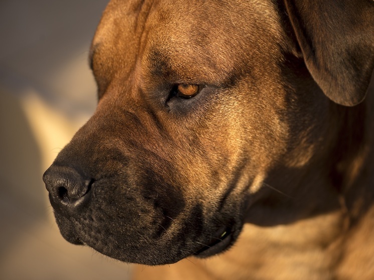 Владельцев собак потенциально опасных пород могут обязать получать лицензию