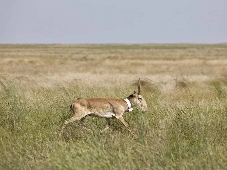 В Астраханской области на волю выпустили двухлетнего самца  реликтовой антилопы